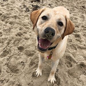 Meet your Posher, Abigail